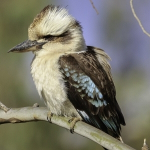 Dacelo novaeguineae at Hughes, ACT - 22 Dec 2018 07:56 AM