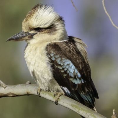 Dacelo novaeguineae (Laughing Kookaburra) at Hughes, ACT - 22 Dec 2018 by BIrdsinCanberra