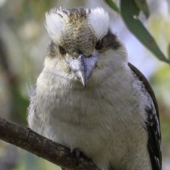 Dacelo novaeguineae at Hughes, ACT - 22 Dec 2018 07:56 AM