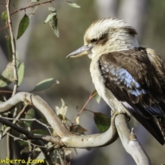 Dacelo novaeguineae at Hughes, ACT - 22 Dec 2018