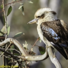 Dacelo novaeguineae at Hughes, ACT - 22 Dec 2018 07:56 AM