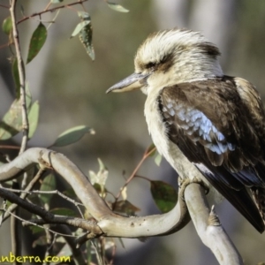Dacelo novaeguineae at Hughes, ACT - 22 Dec 2018 07:56 AM