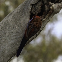 Platycercus elegans (Crimson Rosella) at Deakin, ACT - 22 Dec 2018 by JonSteinbeck
