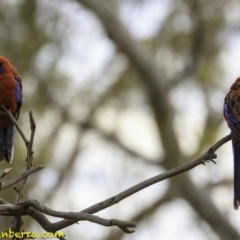 Platycercus elegans at Deakin, ACT - 22 Dec 2018