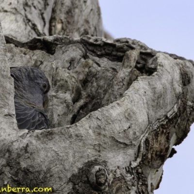 Callocephalon fimbriatum (Gang-gang Cockatoo) at GG401 - 21 Dec 2018 by BIrdsinCanberra