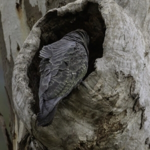 Callocephalon fimbriatum at Deakin, ACT - suppressed