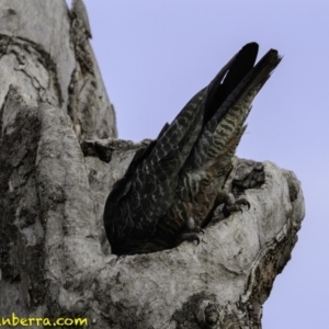 Callocephalon fimbriatum at Deakin, ACT - 22 Dec 2018