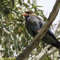 Eurystomus orientalis (Dollarbird) at Hughes, ACT - 21 Dec 2018 by BIrdsinCanberra