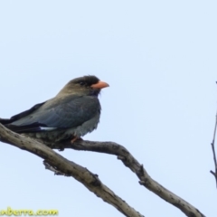 Eurystomus orientalis at Hughes, ACT - 22 Dec 2018