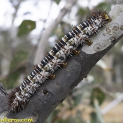 Chelepteryx collesi (White-stemmed Gum Moth) at GG229 - 21 Dec 2018 by BIrdsinCanberra