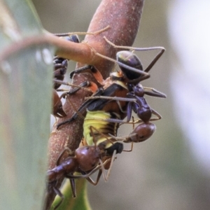 Eurymeloides pulchra at Hughes, ACT - 22 Dec 2018 07:45 AM