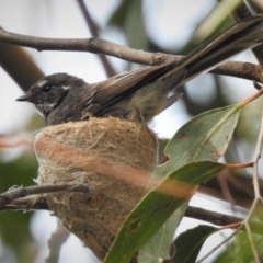 Rhipidura albiscapa (Grey Fantail) at Kambah, ACT - 29 Dec 2018 by JohnBundock