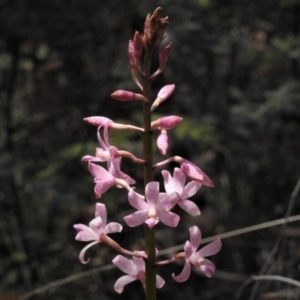 Dipodium roseum at Paddys River, ACT - suppressed