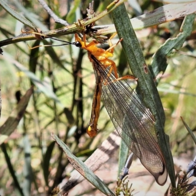 Nymphes myrmeleonoides (Blue eyes lacewing) at Tidbinbilla Nature Reserve - 30 Dec 2018 by JohnBundock