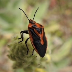 Agonoscelis rutila at Paddys River, ACT - 30 Dec 2018 12:30 PM