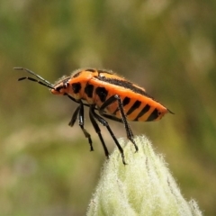 Agonoscelis rutila at Paddys River, ACT - 30 Dec 2018 12:30 PM