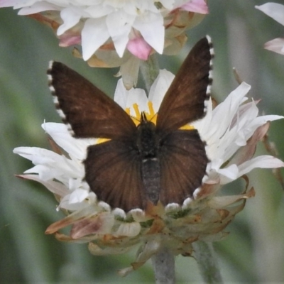 Neolucia hobartensis (Montane Heath-blue) at Paddys River, ACT - 30 Dec 2018 by JohnBundock