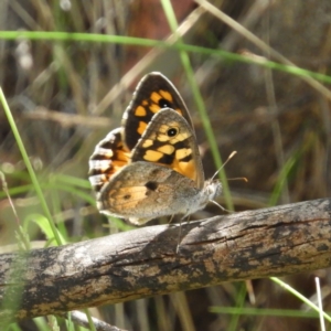 Geitoneura klugii at Paddys River, ACT - 28 Dec 2018 11:03 AM