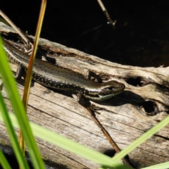 Eulamprus tympanum (Southern Water Skink) at Paddys River, ACT - 28 Dec 2018 by MatthewFrawley