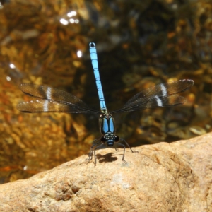 Diphlebia lestoides at Paddys River, ACT - 28 Dec 2018