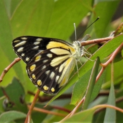 Belenois java (Caper White) at Paddys River, ACT - 30 Dec 2018 by JohnBundock