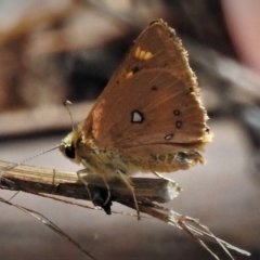 Trapezites eliena (Orange Ochre) at Paddys River, ACT - 30 Dec 2018 by JohnBundock