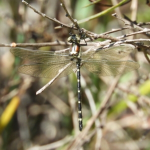 Eusynthemis guttata at Paddys River, ACT - 28 Dec 2018