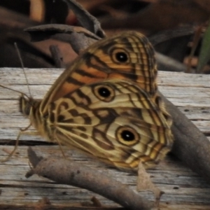 Geitoneura acantha at Paddys River, ACT - 30 Dec 2018 09:56 AM