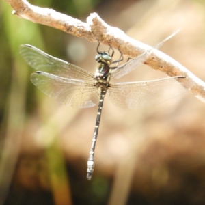 Eusynthemis brevistyla at Paddys River, ACT - 28 Dec 2018