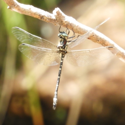 Eusynthemis brevistyla (Small Tigertail) at Paddys River, ACT - 28 Dec 2018 by MatthewFrawley