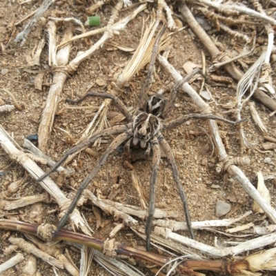 Venatrix sp. (genus) (Unidentified Venatrix wolf spider) at Fyshwick, ACT - 29 Dec 2018 by MatthewFrawley