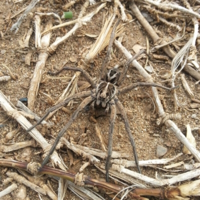 Venatrix sp. (genus) (Unidentified Venatrix wolf spider) at Fyshwick, ACT - 30 Dec 2018 by MatthewFrawley