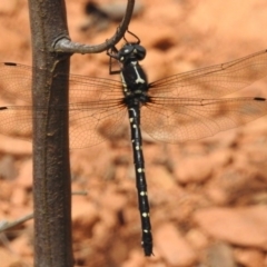 Eusynthemis guttata (Southern Tigertail) at Paddys River, ACT - 29 Dec 2018 by JohnBundock