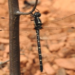 Eusynthemis guttata at Paddys River, ACT - 30 Dec 2018