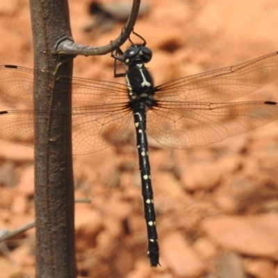 Eusynthemis guttata (Southern Tigertail) at Paddys River, ACT - 29 Dec 2018 by JohnBundock