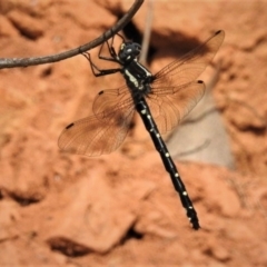 Eusynthemis guttata at Paddys River, ACT - 30 Dec 2018