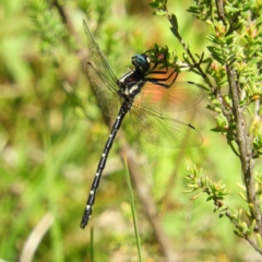 Eusynthemis guttata (Southern Tigertail) at Paddys River, ACT - 27 Dec 2018 by MatthewFrawley