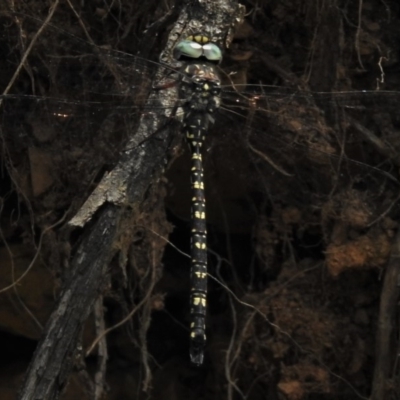 Austroaeschna multipunctata (Multi-spotted Darner) at Paddys River, ACT - 30 Dec 2018 by JohnBundock