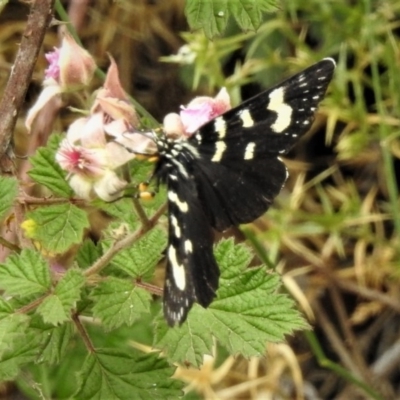 Phalaenoides tristifica (Willow-herb Day-moth) at Paddys River, ACT - 30 Dec 2018 by JohnBundock