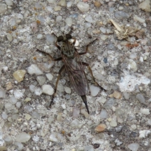 Cerdistus sp. (genus) at Fadden, ACT - 30 Dec 2018 05:14 PM