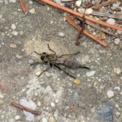 Cerdistus sp. (genus) at Fadden, ACT - 30 Dec 2018 05:14 PM