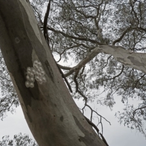 Eurybrachidae (family) at Macarthur, ACT - 30 Dec 2018