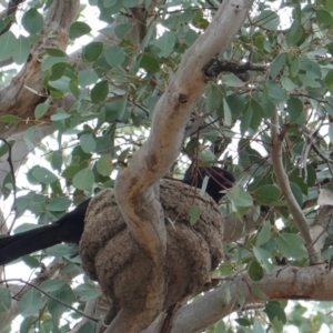 Corcorax melanorhamphos at Deakin, ACT - 30 Dec 2018