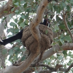 Corcorax melanorhamphos at Deakin, ACT - 30 Dec 2018