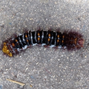 Chelepteryx collesi at Macarthur, ACT - 30 Dec 2018