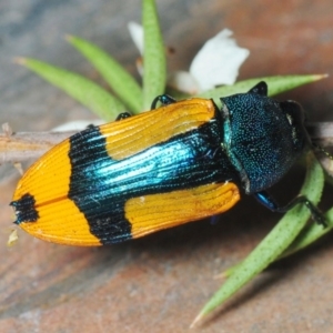 Castiarina skusei at Paddys River, ACT - 30 Dec 2018