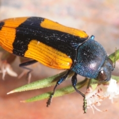 Castiarina skusei at Paddys River, ACT - 30 Dec 2018