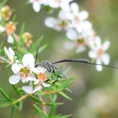 Gasteruption sp. (genus) (Gasteruptiid wasp) at Paddys River, ACT - 30 Dec 2018 by Harrisi