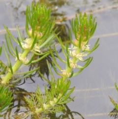 Myriophyllum crispatum (Water Millfoil) at Tuggeranong DC, ACT - 1 Nov 2018 by MichaelBedingfield