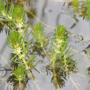 Myriophyllum crispatum at Tuggeranong DC, ACT - 1 Nov 2018